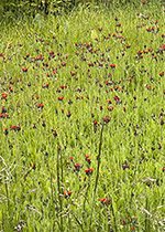 Sommerwiese